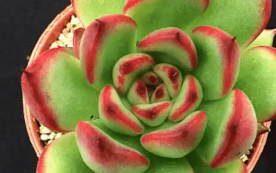 Echeveria Agavoides X Pulidonis