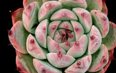 Echeveria Colorata ‘Haage’