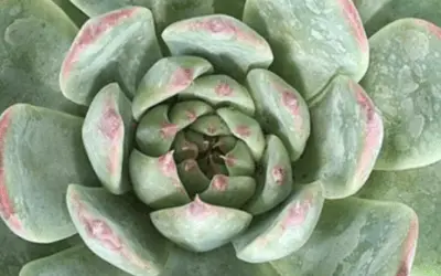 Echeveria Colorata