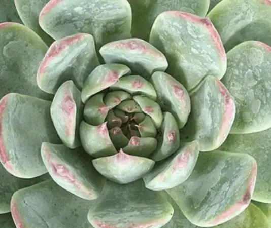 Echeveria Colorata