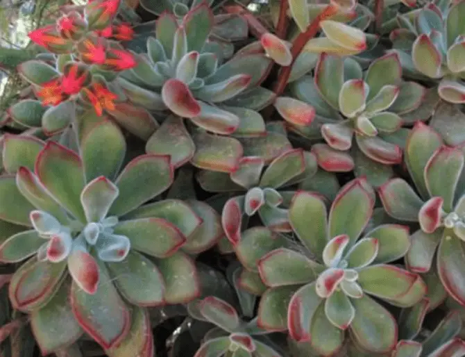 Echeveria Coccinea 'Red Echeveria'