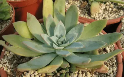 Echeveria Chiclensis