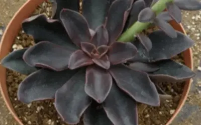 Echeveria Atropurpurea