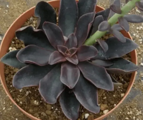 Echeveria Atropurpurea