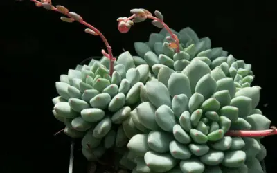 Echeveria Amoena