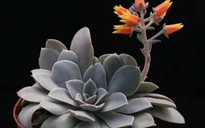 Echeveria Diffractens