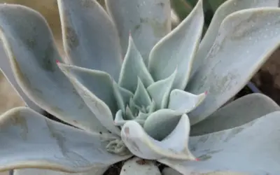 Echeveria Cuspidata