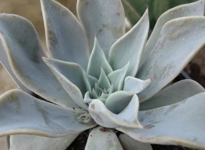 Echeveria Cuspidata