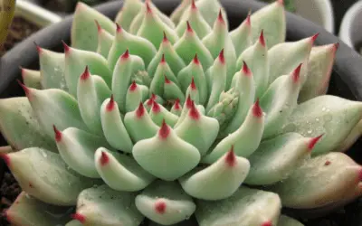 Echeveria Cuspidata Var. Zaragoza