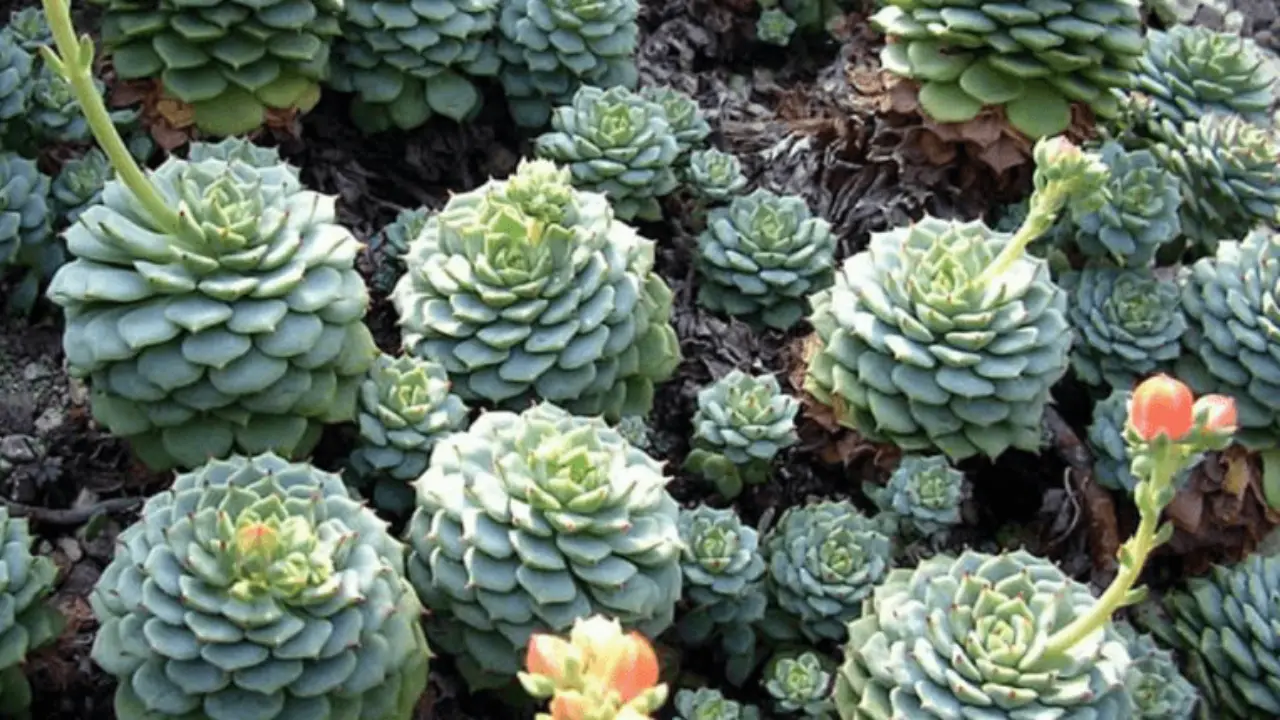 Echeveria Derenbergii Care Guide With Pictures Succulents Network