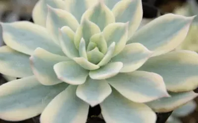 Echeveria Desmetiana ‘Variegata’