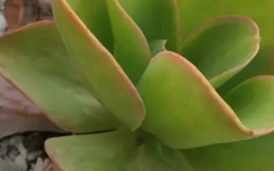 Echeveria Pallida ‘Argentine Echeveria’