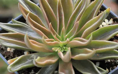 Echeveria Lutea