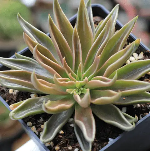 Echeveria Lutea (Care Guide With Pictures)- Succulents Network