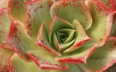 Echeveria Longissima