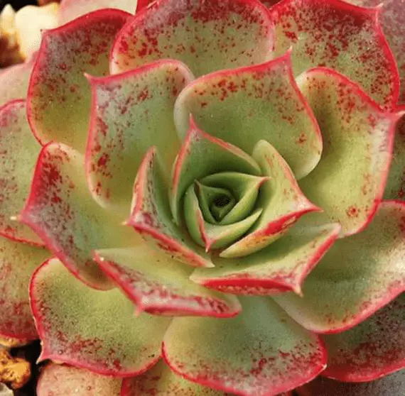 Echeveria Longissima