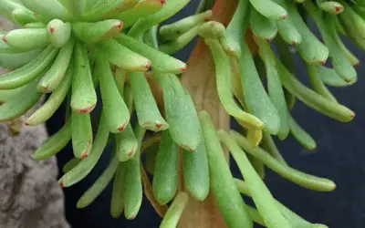 Echeveria Johnsonii