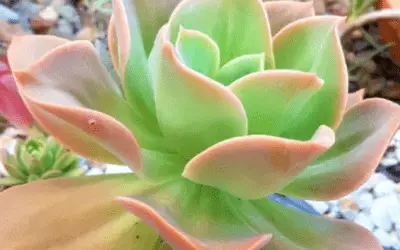 X Graptoveria ‘David Cumming’