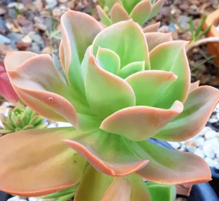 X Graptoveria 'David Cumming'