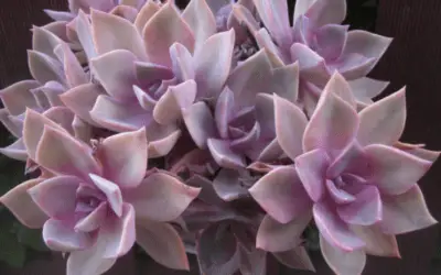 X Graptoveria ‘Douglas Huth’