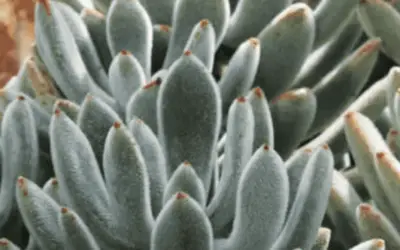 Echeveria Leucotricha ‘Chenille Plant’