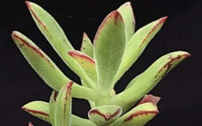 Echeveria Harmsii ‘Plush Plant’