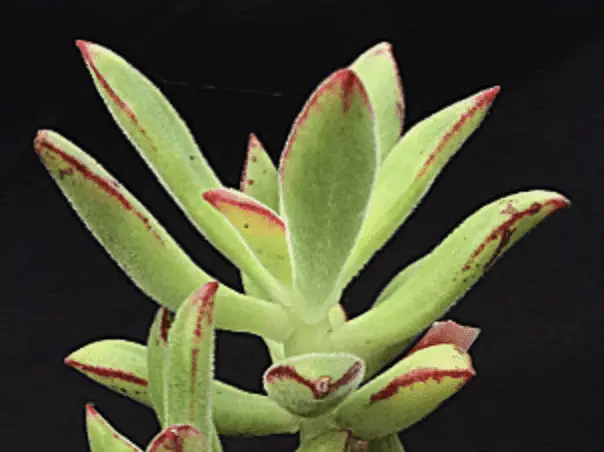 Echeveria Harmsii 'Plush Plant'