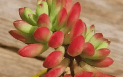 Echeveria Macdougallii