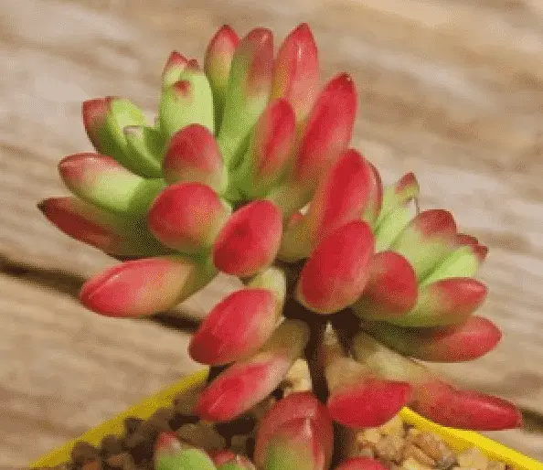 Echeveria Macdougallii