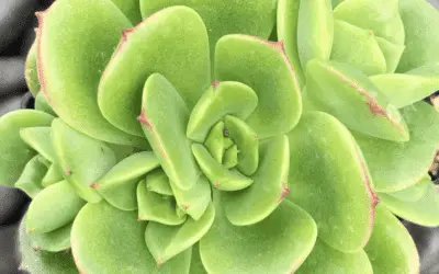 Echeveria Multicaulis