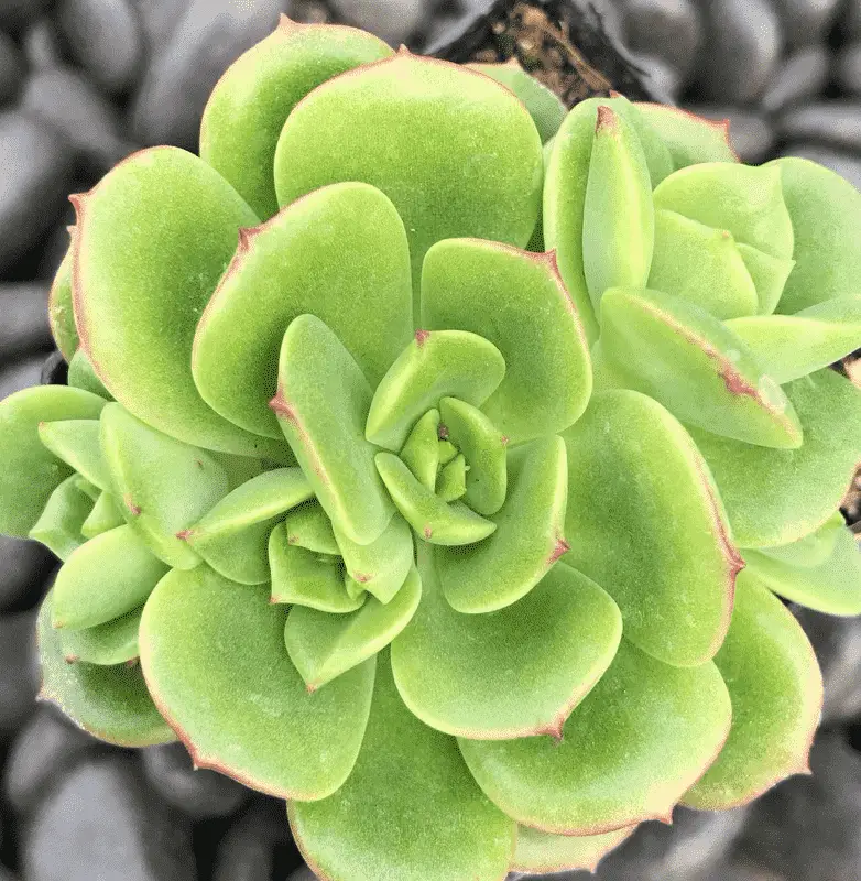 Echeveria Multicaulis