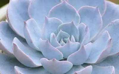 Echeveria Peacockii