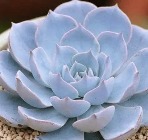 РЎСѓРєРєСѓР»РµРЅС‚ Echeveria peacockii