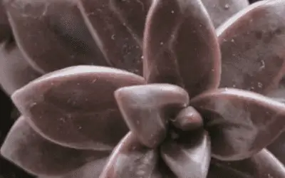 Echeveria Compressicaulis