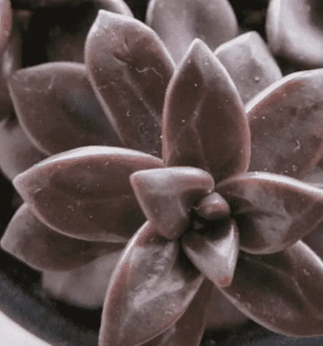 Echeveria Compressicaulis