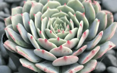 Echeveria Chihuahuaensis