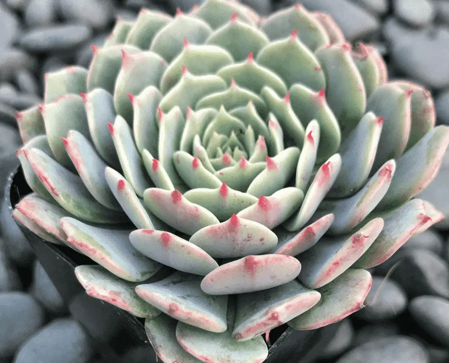 Echeveria Chihuahuaensis