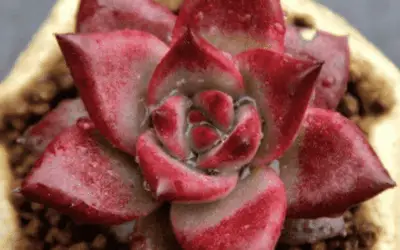 Echeveria Agavoides ‘Romeo Rubin’