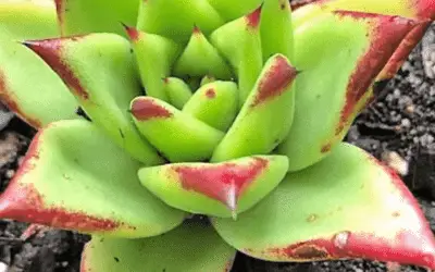 Echeveria Agavoides ‘Red Edge’