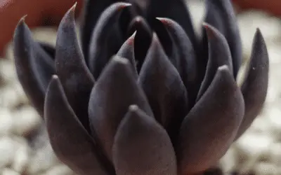 Echeveria Affinis ‘Black Echeveria’