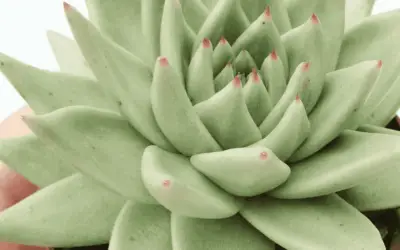 Echeveria Agavoides ‘Aquamarine’