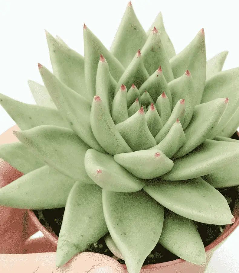 Echeveria Agavoides ‘Aquamarine'