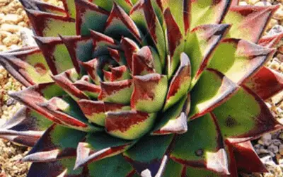 Echeveria Agavoides ‘Ebony’