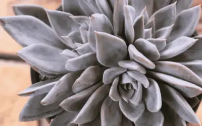 Echeveria ‘Silver Queen’