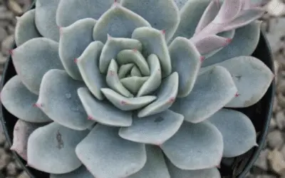 Echeveria ‘Vanbreen’