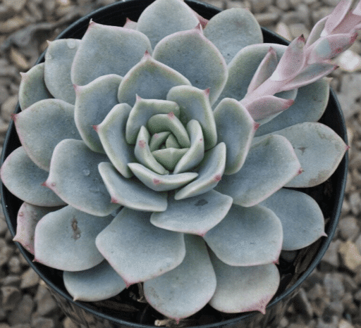 Echeveria ‘Vanbreen'