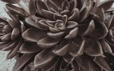 Echeveria ‘Serrana’