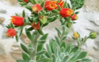 Echeveria ‘Set-Oliver’