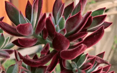 Echeveria Pulv-oliver’