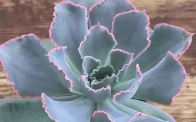 Echeveria ‘Neon Breakers’